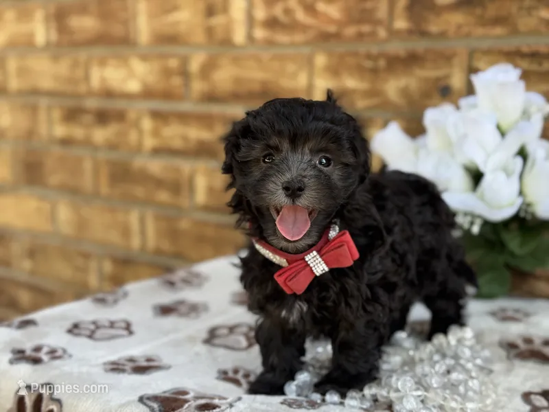 Lester – Maltipoo puppy for sale in Henagar, AL