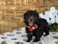 Lester, a male Maltipoo for sale in Henagar, AL – 1 of 6