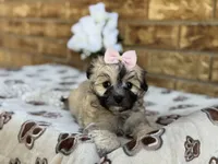 Princess, a female Maltipoo for sale in Henagar, AL – 6 of 6