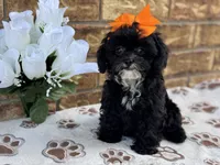 Josie, a female Shihpoo for sale in Henagar, AL – 3 of 6
