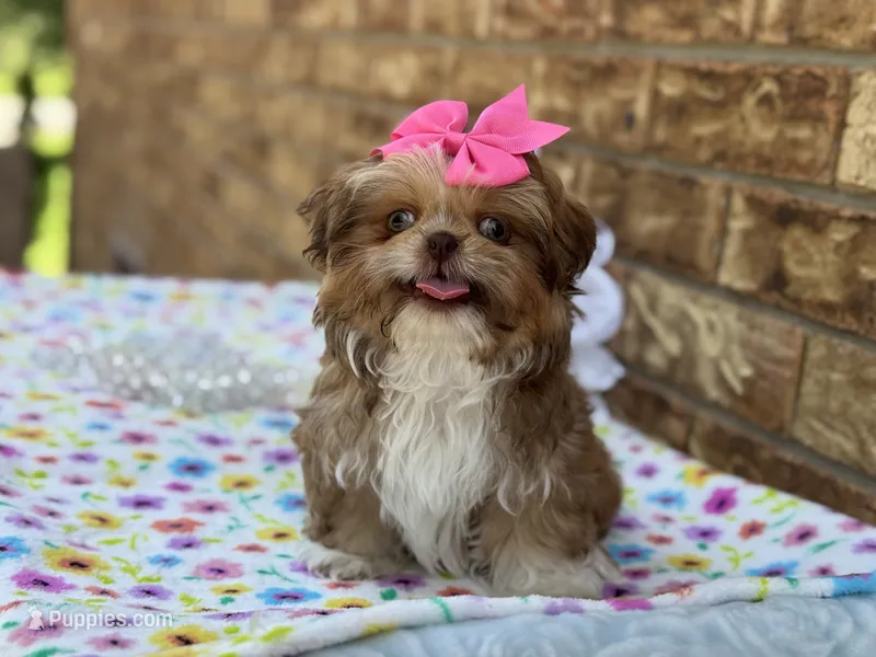 Dolly – Shih Tzu puppy for sale in Henagar, AL