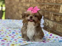 Dolly, a female Shih Tzu for sale in Henagar, AL – 1 of 7