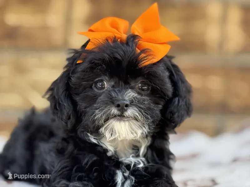 Josie – Shihpoo puppy for sale in Henagar, AL