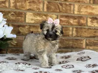 Princess, a female Maltipoo for sale in Henagar, AL – 2 of 6