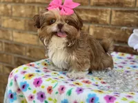 Dolly, a female Shih Tzu for sale in Henagar, AL – 6 of 7