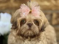 Lolly, a female Shih Tzu for sale in Henagar, AL – 3 of 5
