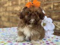 Polly, a female Shih Tzu for sale in Henagar, AL – 7 of 7