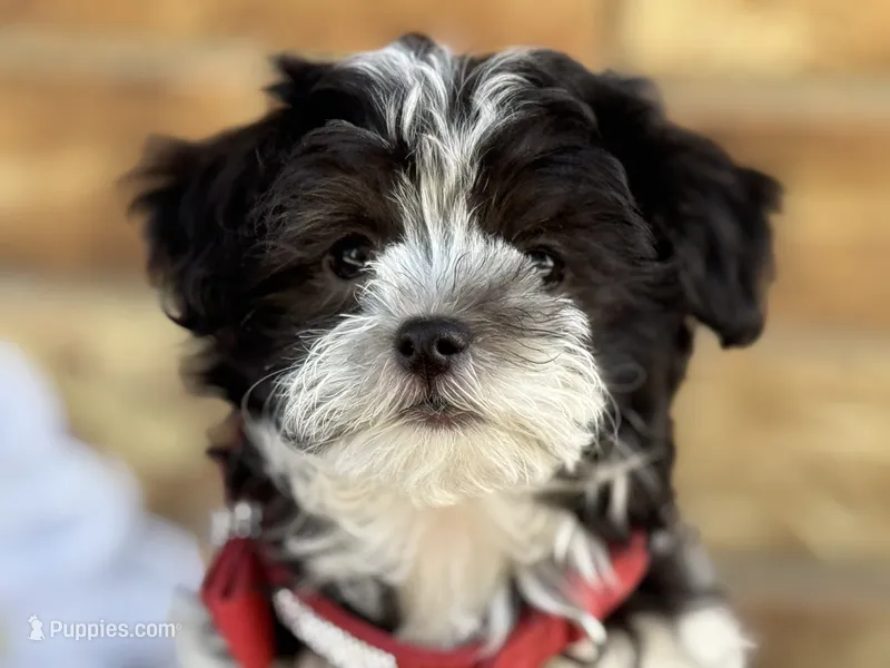 Oreo – Maltipoo puppy for sale in Henagar, AL