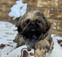 Larry, a female Shih Tzu for sale in Henagar, AL – 3 of 7