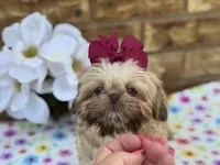 Lolly, a female Shih Tzu for sale in Henagar, AL – 7 of 7