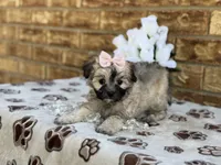Princess, a female Maltipoo for sale in Henagar, AL – 5 of 6