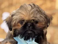 Spud, a male Shih Tzu for sale in Henagar, AL – 3 of 7