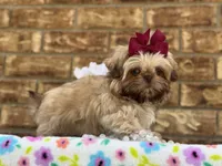 Lolly, a female Shih Tzu for sale in Henagar, AL – 5 of 7