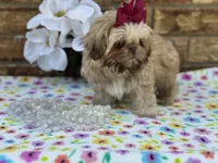 Lolly, a female Shih Tzu for sale in Henagar, AL – 2 of 7