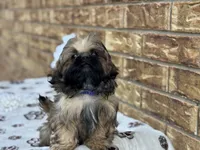 Larry, a female Shih Tzu for sale in Henagar, AL – 7 of 7