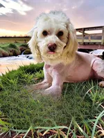 Darlin, a female Havanese and Poodle - Toy  for sale in Marshfield, MO – 10 of 10