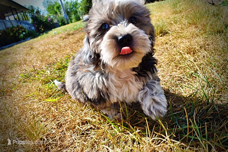 Icon – Havanese, Havapoo puppy for sale in Marshfield, MO