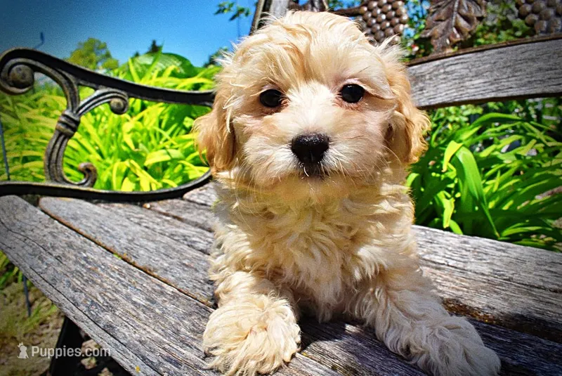 Nessie – Havanese, Poodle - Toy  puppy for sale in Marshfield, MO