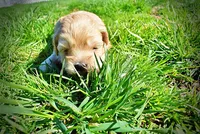 Nessie, a female Havanese and Poodle - Toy  for sale in Marshfield, MO – Photo 7 of 10