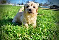 Nessie, a female Havanese and Poodle - Toy  for sale in Marshfield, MO – Photo 9 of 10