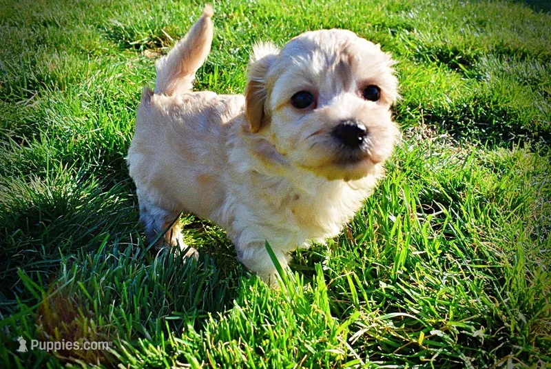 Nessie – Havanese, Poodle - Toy  puppy for sale in Marshfield, MO