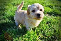 Nessie, a female Havanese and Poodle - Toy  for sale in Marshfield, MO – Photo 1 of 10