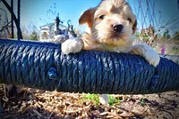 Nessie, a female Havanese and Poodle - Toy  for sale in Marshfield, MO – Photo 2 of 10