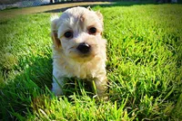 Nessie, a female Havanese and Poodle - Toy  for sale in Marshfield, MO – Photo 5 of 10
