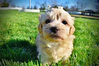 Nessie, a female Havanese and Poodle - Toy  for sale in Marshfield, MO – Photo 2 of 10