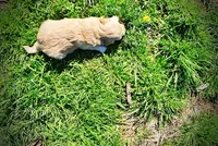 Nessie, a female Havanese and Poodle - Toy  for sale in Marshfield, MO – Photo 8 of 10