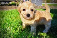 Nessie, a female Havanese and Poodle - Toy  for sale in Marshfield, MO – Photo 8 of 10