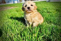 Nessie, a female Havanese and Poodle - Toy  for sale in Marshfield, MO – Photo 10 of 10