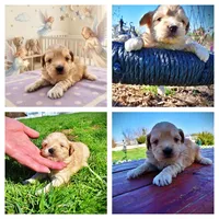 Nessie, a female Havanese and Poodle - Toy  for sale in Marshfield, MO – Photo 10 of 10