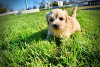 Nessie, a female Havanese and Poodle - Toy  for sale in Marshfield, MO – Photo 4 of 10