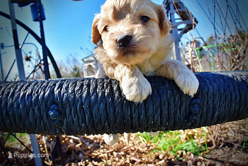 Nessie – Havanese, Poodle - Toy  puppy for sale in Marshfield, MO