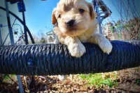 Nessie, a female Havanese and Poodle - Toy  for sale in Marshfield, MO – Photo 1 of 10