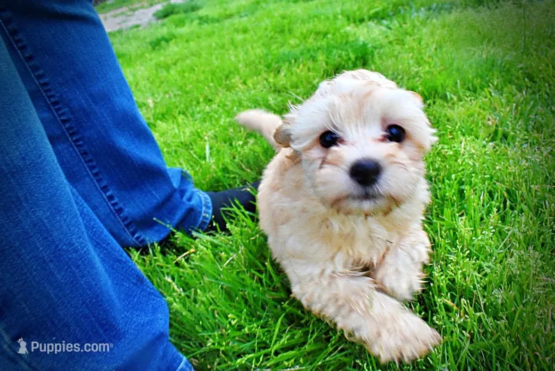 Nessie – Havanese, Poodle - Toy  puppy for sale in Marshfield, MO