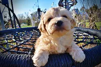 Nessie, a female Havanese and Poodle - Toy  for sale in Marshfield, MO – Photo 3 of 10