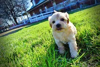 Nessie, a female Havanese and Poodle - Toy  for sale in Marshfield, MO – Photo 6 of 10