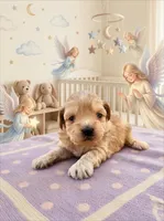 Nessie, a female Havanese and Poodle - Toy  for sale in Marshfield, MO – Photo 3 of 10