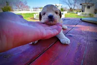 Nessie, a female Havanese and Poodle - Toy  for sale in Marshfield, MO – Photo 4 of 10