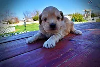Nessie, a female Havanese and Poodle - Toy  for sale in Marshfield, MO – Photo 5 of 10