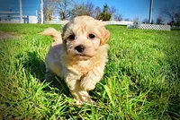 Nessie, a female Havanese and Poodle - Toy  for sale in Marshfield, MO – Photo 7 of 10