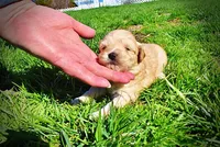 Nessie, a female Havanese and Poodle - Toy  for sale in Marshfield, MO – Photo 9 of 10