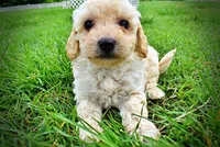 Avalon, a female Havanese and Poodle - Toy  for sale in Marshfield, MO – 10 of 10
