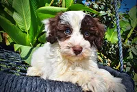Nabisco, a male Havapoo for sale in Marshfield, MO – 5 of 10