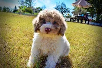 Noodles, a female Havapoo for sale in Marshfield, MO – 6 of 10
