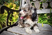 Icon-LABOR DAY SALE-TAKE $100 OFF!!!, a male Havanese and Poodle - Toy  for sale in Marshfield, MO – 5 of 10