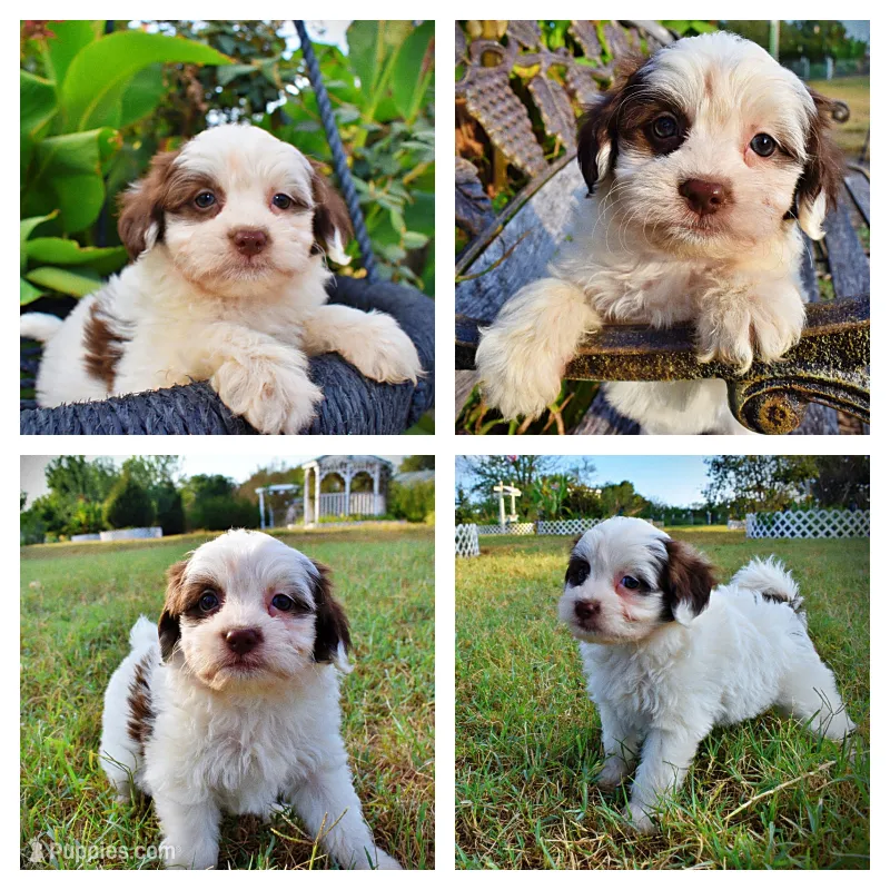 Muffin – Havapoo puppy for sale in Marshfield, MO