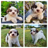 Muffin, a female Havapoo for sale in Marshfield, MO – 1 of 10